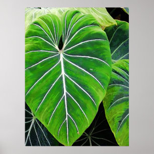 Poster Folhas Tropicais, Orelhas de Elefante, Verde Escur