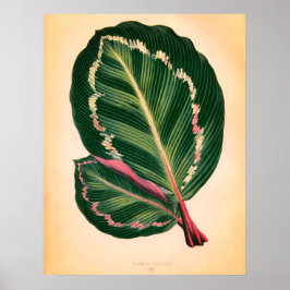 Poster Folhas Tropicais Vintage - Adequado para Framing