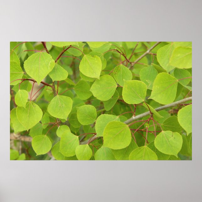 Poster folhas verdes aspen (Frente)