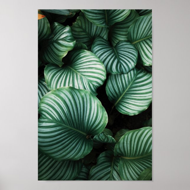 Poster Folhas verdes com planta de listras brancas (Frente)