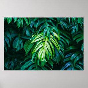 Poster Folhas verdes tropicais sobre fundo escuro, nature