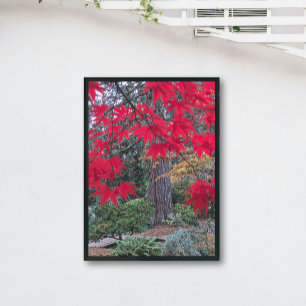 Póster Folhas Vermelhas de Bordo em um Jardim Japonês
