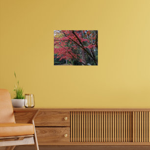 Poster Folhas Vermelhas de Bordo na Árvore Botânica
