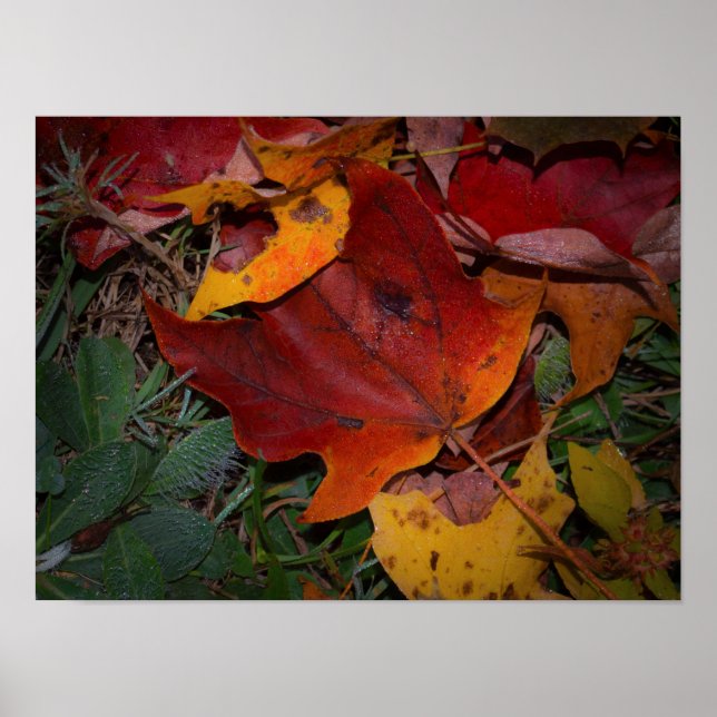 Poster Folhas Vibrantes de Outono (Frente)