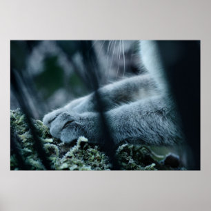 Póster Folheado no veludo