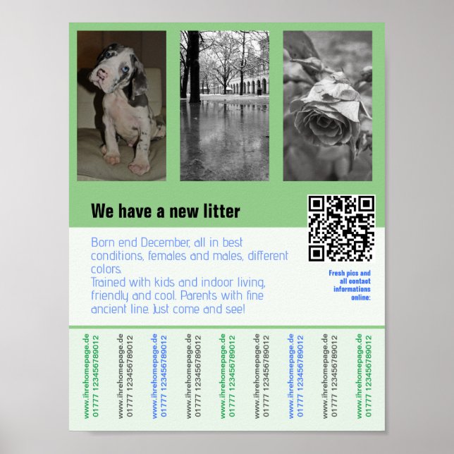 Poster folheto de filhotes à venda com código QR (Frente)