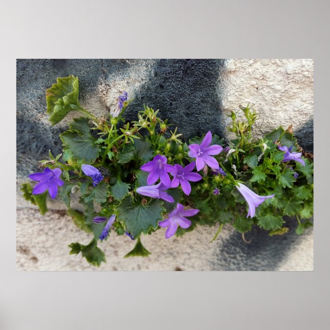 Poster fora da flor de parede (Frente)