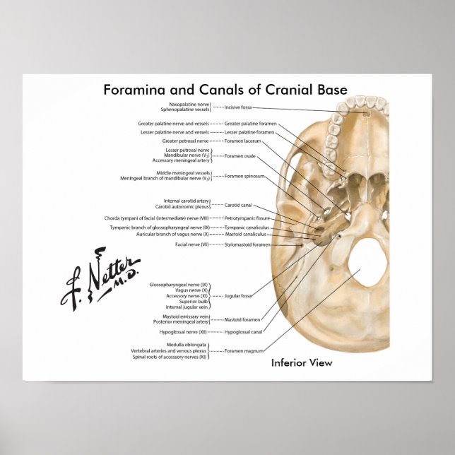 Poster Foramina e Canais de Base Cranial: Visão Inferior (Frente)