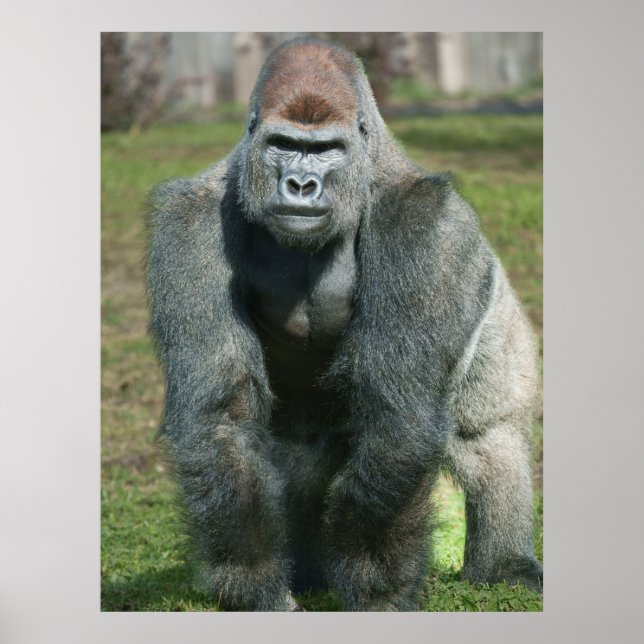 Poster Força emergente - Abrace o Silverback (Frente)