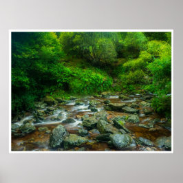 Poster Forest Stream in Lush Woodland (Dargle River)