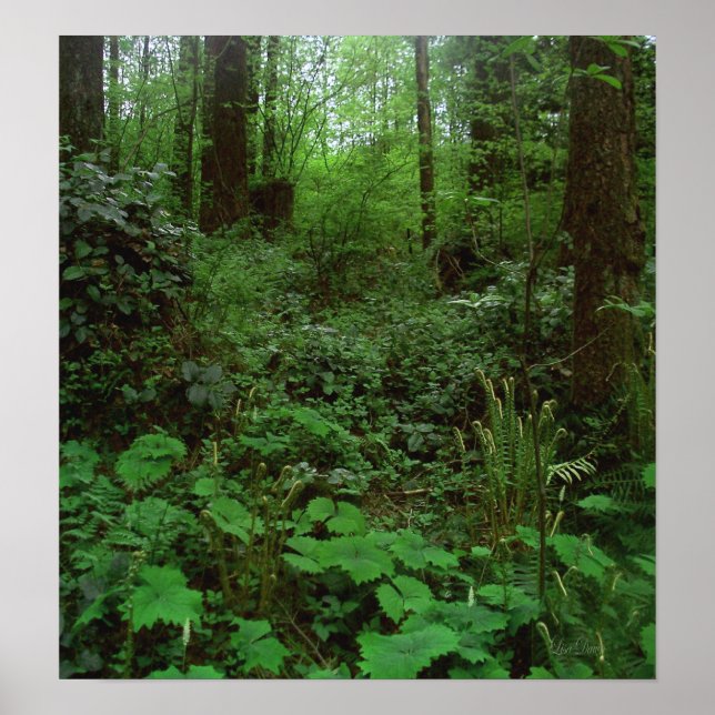 Póster Forest Walk GT 1 (Frente)