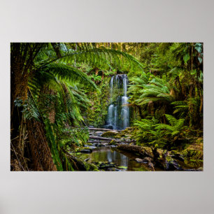 Poster Forests   Beauchamp Falls Australia