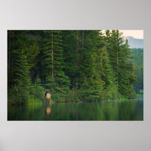 Poster Forests Elk at Banff National Park Alberta
