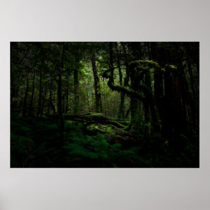 Poster Forests Routeburn Track Fiordland National Park