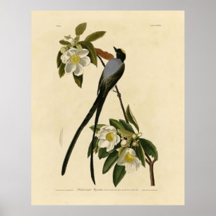 Poster Fork-tailed Flycatcher, Audubon's Birds of America