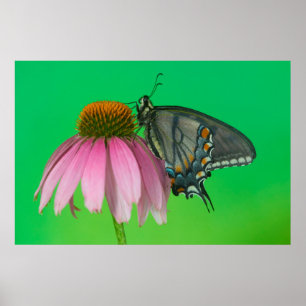 Poster Forma negra da borboleta Rabo-de-andorinha-amarela