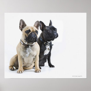 Poster Formação de cães e obediência