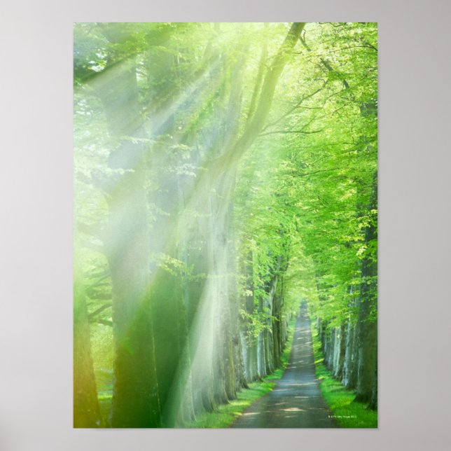 Póster Formas de luz solar (Frente)