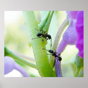 Póster Formigas em minhas plantas