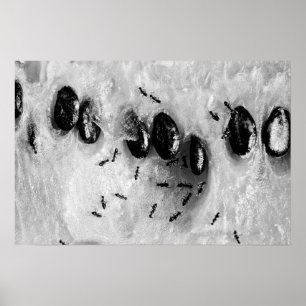 Póster formigas surfadoras