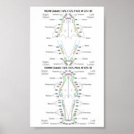 Poster Fórmula dentária felina e canina