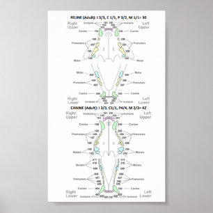 Poster Fórmula dentária felina e canina