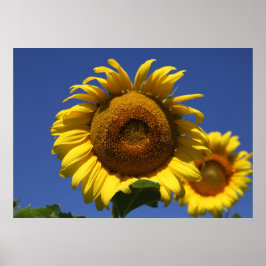 Póster Fórmula Grecian