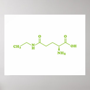 Poster Fórmula Química Molecular da Teanina do Chá