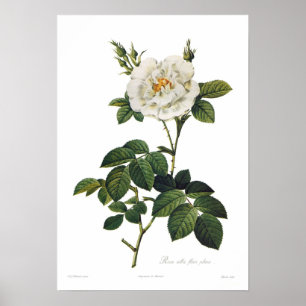 Poster Forros albas do flore de Rosa