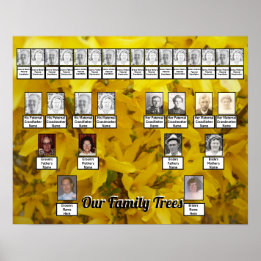 Poster Forsythia Bush Foto Duas Árvores Familiares