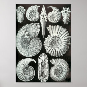 Póster Fósseis de Ernst Haeckel Ammonitida