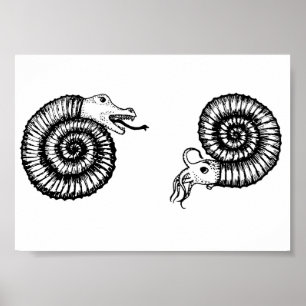 Poster Fóssil: Snakestone ou Ammonite?