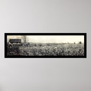 Póster Foto 1907 da colheita do rei algodão
