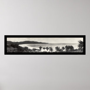 Póster Foto 1914 do flamingo de Puerto Rico