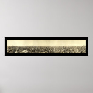 Póster Foto 1917 do algodão da colheita