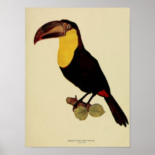 Poster Foto a cores toucan throated amarelo do vintage