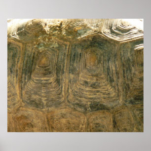 Poster Foto Abstrata da Natureza - Casca de Tartaruga