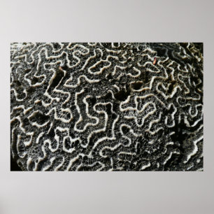 Poster Foto Abstrata da Natureza Coral Preto e Branco II
