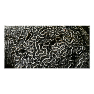 Póster Foto abstrata da natureza Coral Preto e Branco II