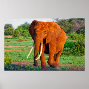 Poster Foto Afro-Elephant Wildlife