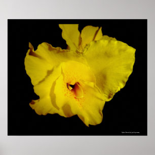Poster Foto amarela da flor dos lírios de Cannas Canna