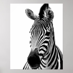 Poster Foto animal da selva selvagem da zebra preto e