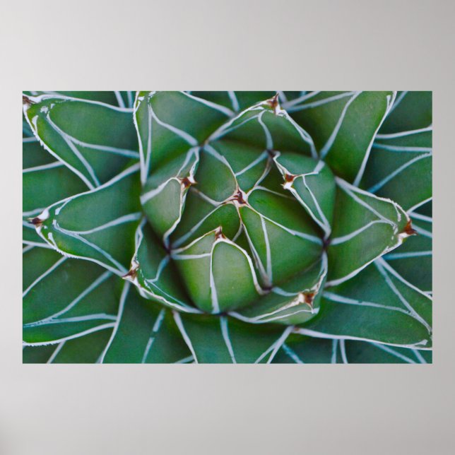 Poster Foto aproximada de planta verde e branca (Frente)