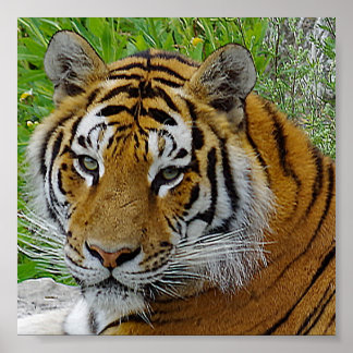 Poster Foto aproximada do rosto de um tigre siberiano