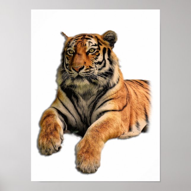 Poster Foto Bengala Tiger Face (Frente)