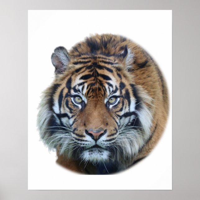 Poster Foto Bengala Tiger Face (Frente)