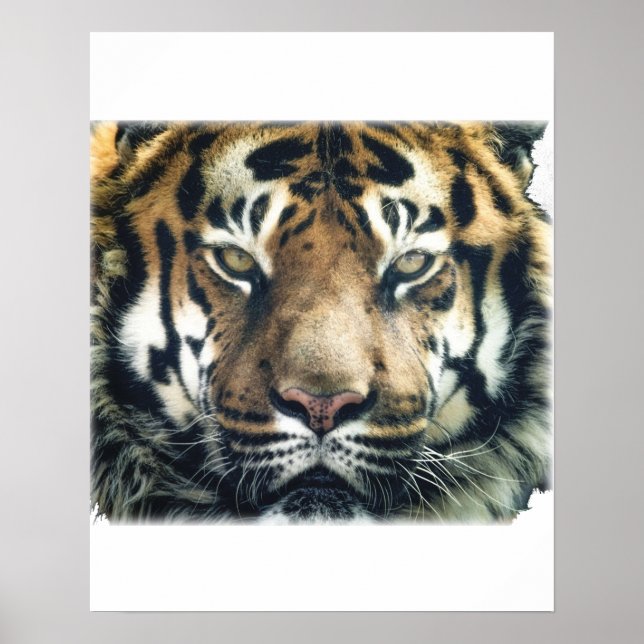 Poster Foto Bengala Tiger Face (Frente)