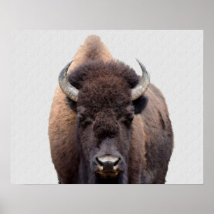 Poster Foto Bison Buffalo 135