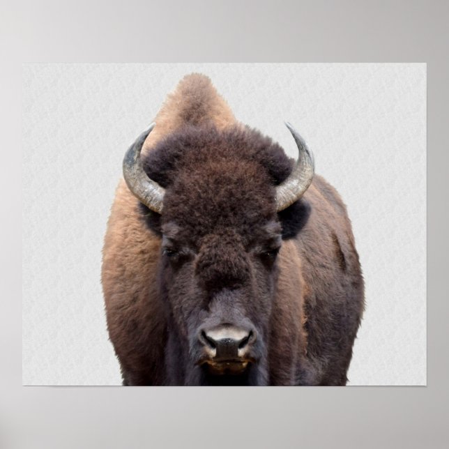 Poster Foto Bison Buffalo 135 (Frente)
