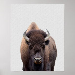 Poster Foto Bison Buffalo 135